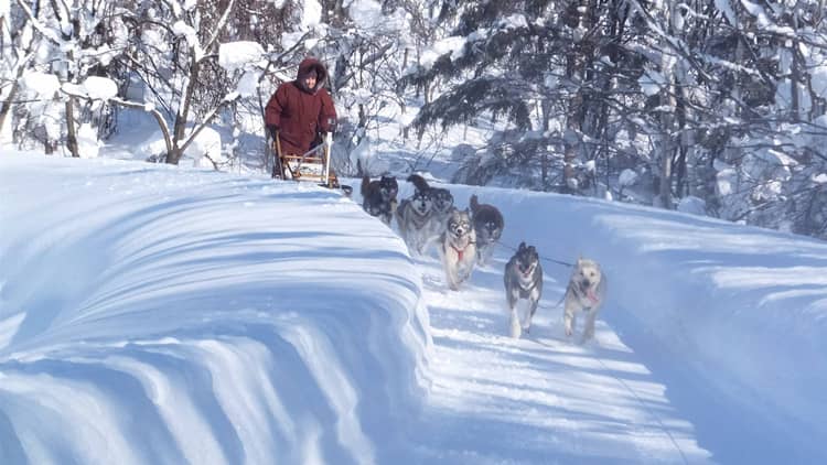 哈士奇拉雪橇训练 哈士奇犬专业训练