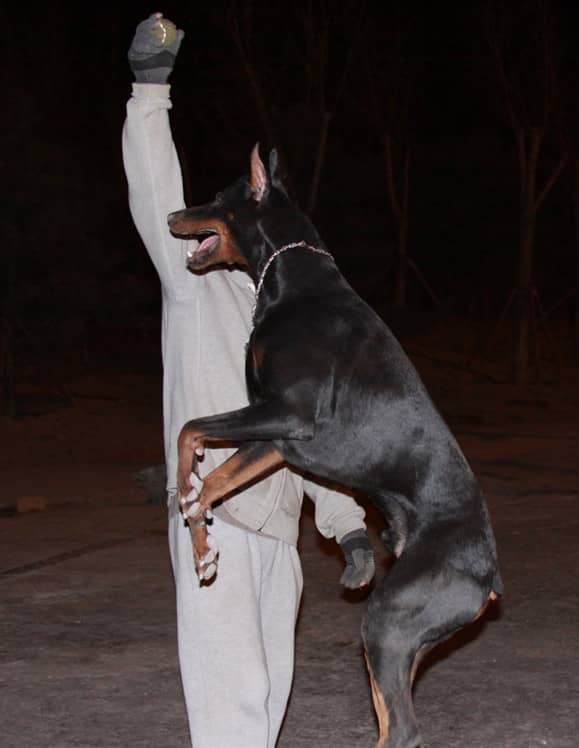 杜宾犬晚上训练 杜宾专业针对训练.