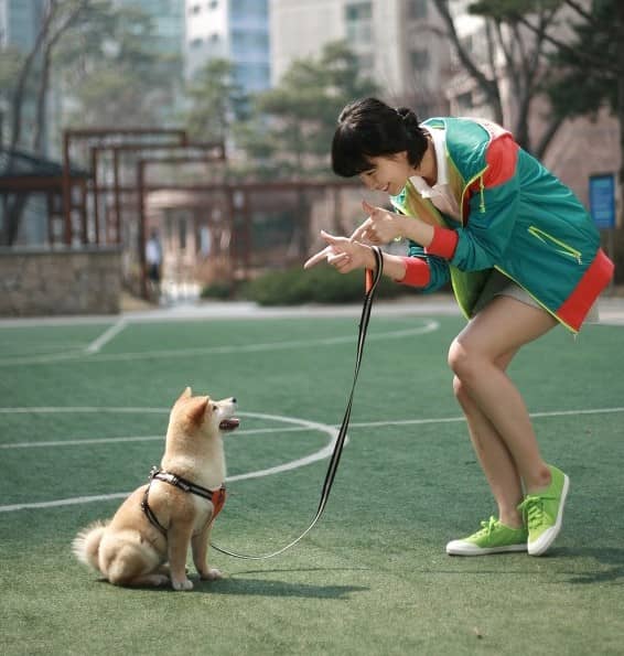 柴犬与明星 日本柴犬专业针对训练.jpg