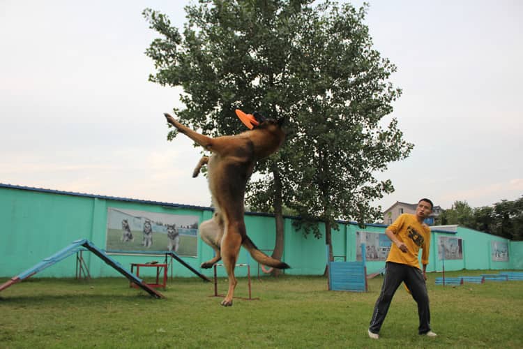 马犬接飞盘训练 马犬训练 上海爱家宠物训练学校.jpg