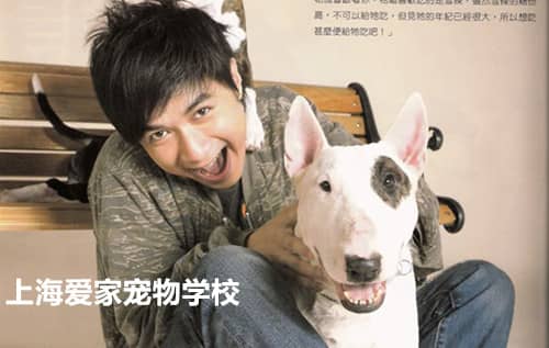 斗牛犬.jpg