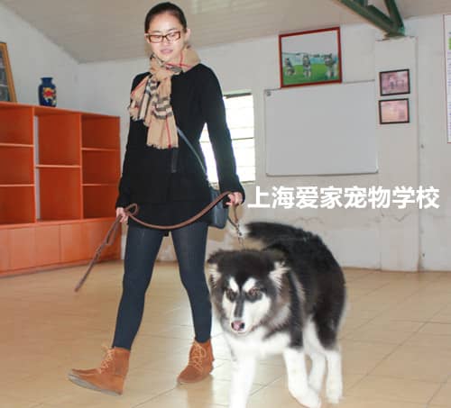 阿拉斯加专业训练.jpg