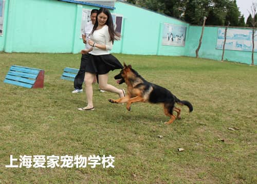 德牧专业训练.jpg 德牧专业训练.jpg