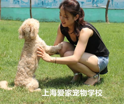 狗狗训练.jpg 狗狗训练.jpg