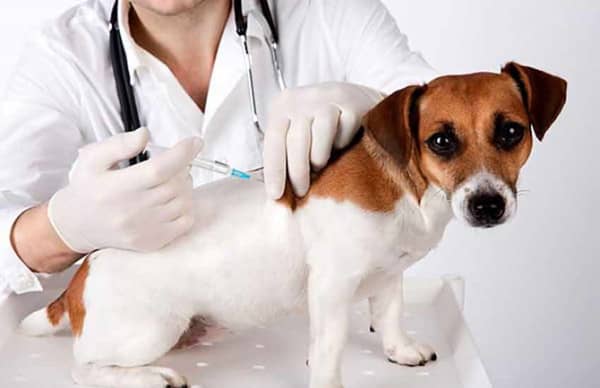 训犬上学前的疫苗注射 训犬上学前的疫苗注射