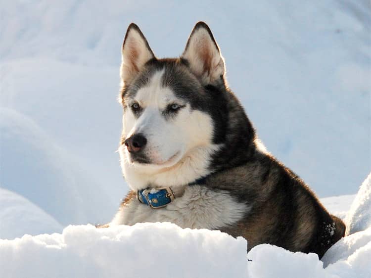 哈士奇专业训练 雪橇犬训练 训练雪橇犬 哈士奇专业训练 雪橇犬训练 训练雪橇犬