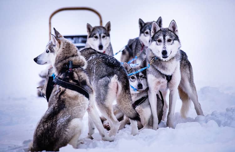哈士奇专业培训 雪橇犬专业培训中心 哈士奇专业培训 雪橇犬专业培训中心