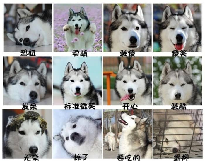 哈士奇训练 专业训练哈士奇 狗狗训练 哈士奇训练 专业训练哈士奇 狗狗训练