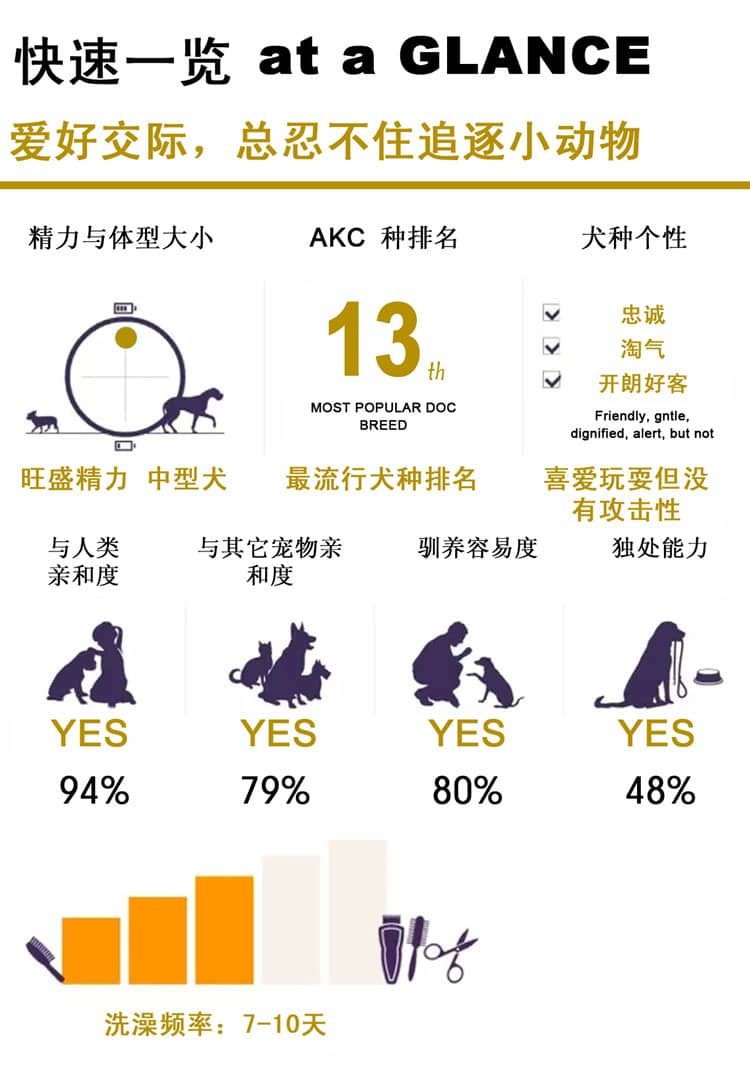 哈士奇训练 哈士奇培训 哈士奇介绍 哈士奇训练 哈士奇培训 哈士奇介绍