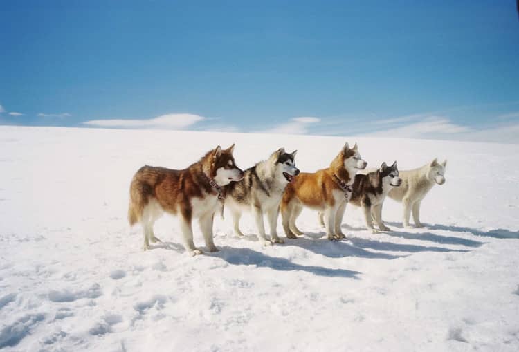 上海训练哈士奇的地方 哈士奇犬训练 哈士奇雪橇训练 上海训练哈士奇的地方 哈士奇犬训练 哈士奇雪橇训练