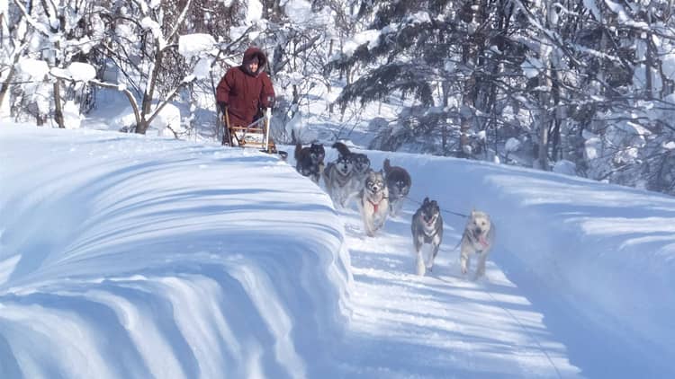 哈士奇拉雪橇训练 哈士奇犬专业训练 哈士奇拉雪橇训练 哈士奇犬专业训练