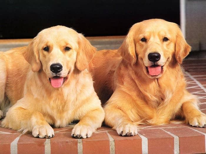 金毛猎犬培训.金毛培训学校 训练金毛犬学校 金毛猎犬培训.金毛培训学校 训练金毛犬学校