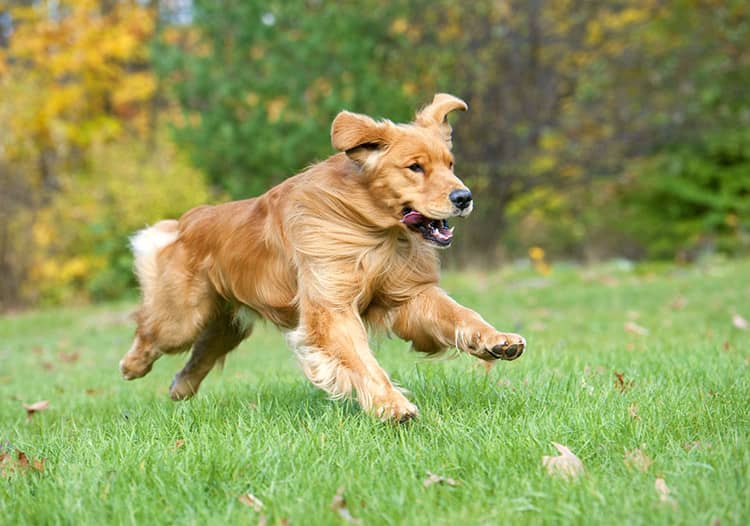 金毛犬运动训练 金毛犬跑步 金毛犬狗狗训练. 金毛犬运动训练 金毛犬跑步 金毛犬狗狗训练.
