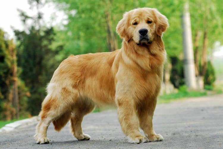 金毛犬站姿培训 金毛犬等待培训 金毛狗狗培训中. 金毛犬站姿培训 金毛犬等待培训 金毛狗狗培训中.