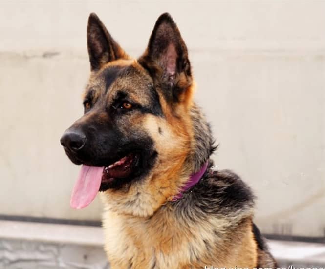 德牧训练.德国牧羊犬培训基地 德牧训练.德国牧羊犬培训基地