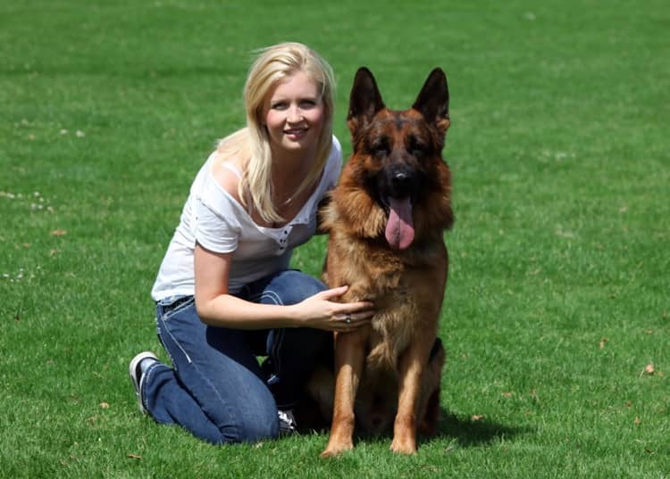 德国牧羊犬展示 德牧专业培训. 德国牧羊犬展示 德牧专业培训.
