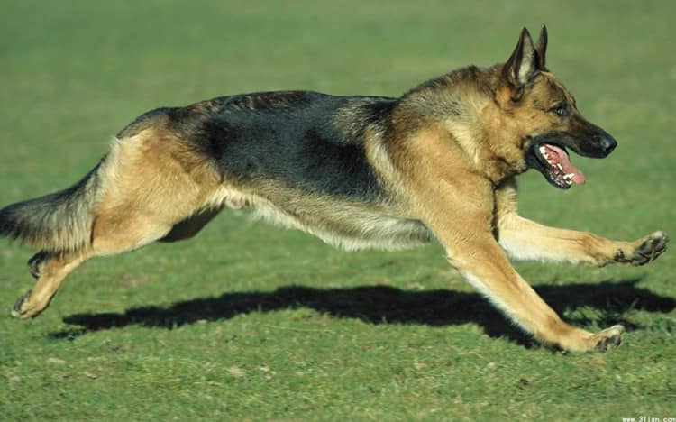 运动中的德国牧羊犬 德国牧羊犬专业培训.jpg 运动中的德国牧羊犬 德国牧羊犬专业培训.jpg