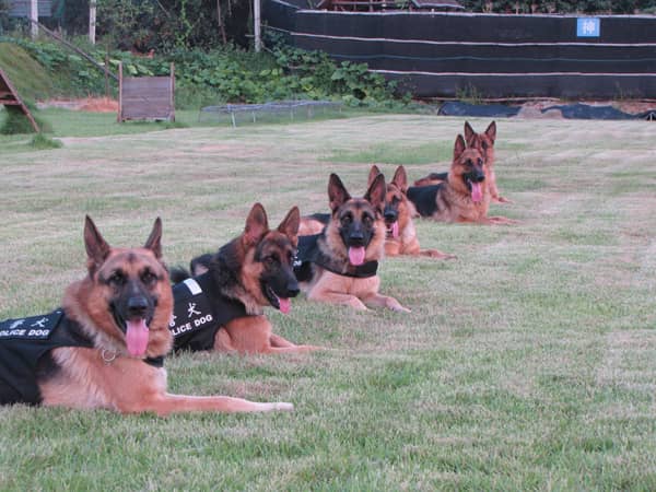 警犬训练 德国牧羊犬训练 警犬训练合影照 警犬训练 德国牧羊犬训练 警犬训练合影照