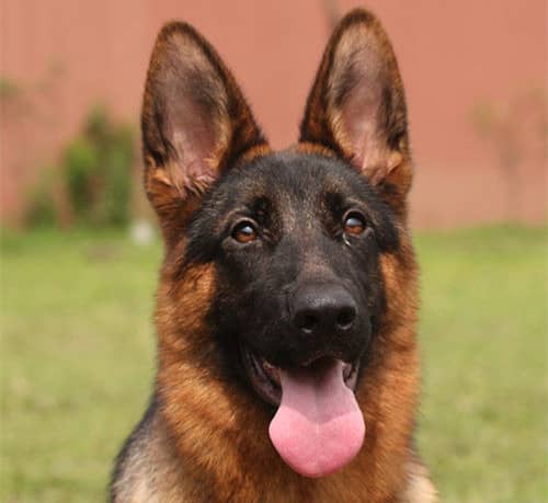 德国牧羊犬头面 德牧训练中. 德国牧羊犬头面 德牧训练中.