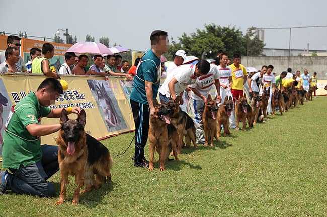 德国牧羊犬比赛 CV德牧犬赛事 德牧狗狗培训. 德国牧羊犬比赛 CV德牧犬赛事 德牧狗狗培训.