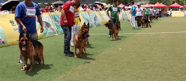专业德牧犬训练比赛 训练德牧赛事 德牧培训中. 专业德牧犬训练比赛 训练德牧赛事 德牧培训中.