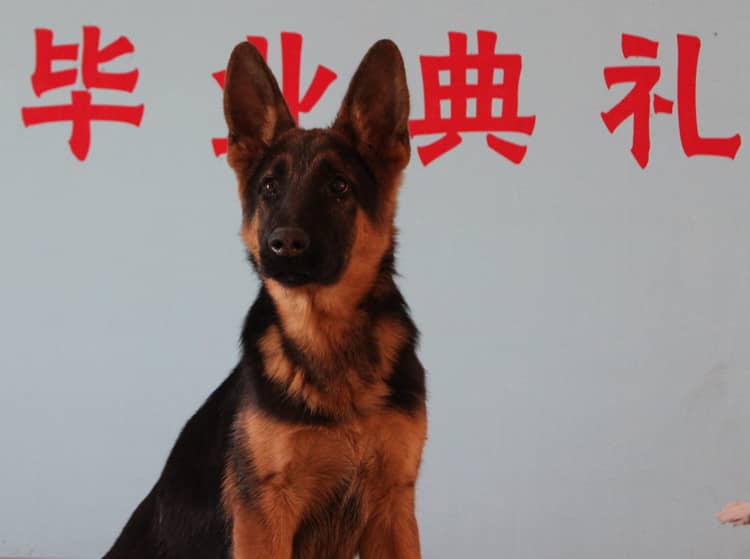 德牧训练毕业照 德国牧羊犬专业培训学校.jpg 德牧训练毕业照 德国牧羊犬专业培训学校.jpg