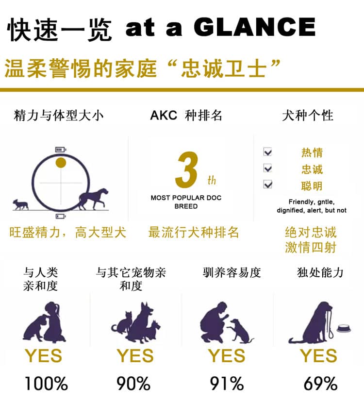德国牧羊犬训练成绩.德牧介绍 德国牧羊犬训练成绩.德牧介绍
