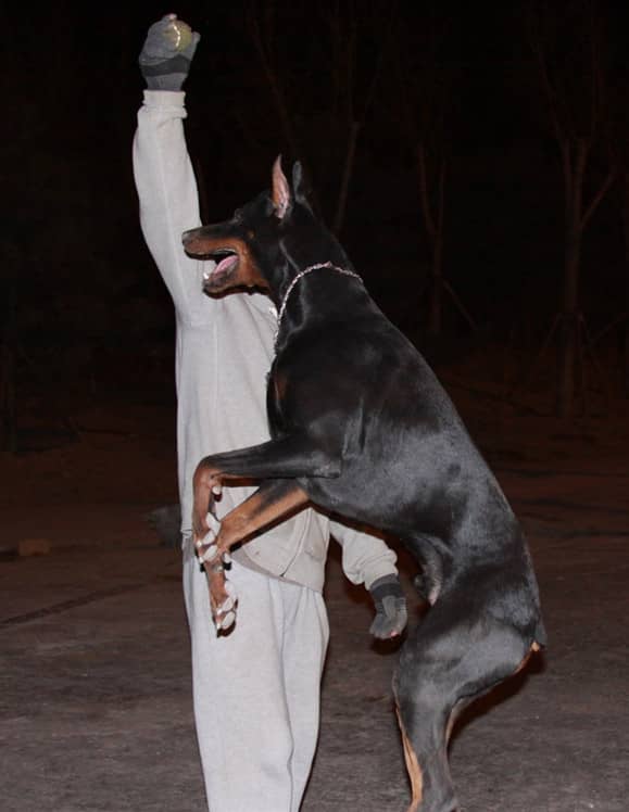 杜宾犬晚上训练 杜宾专业针对训练. 杜宾犬晚上训练 杜宾专业针对训练.
