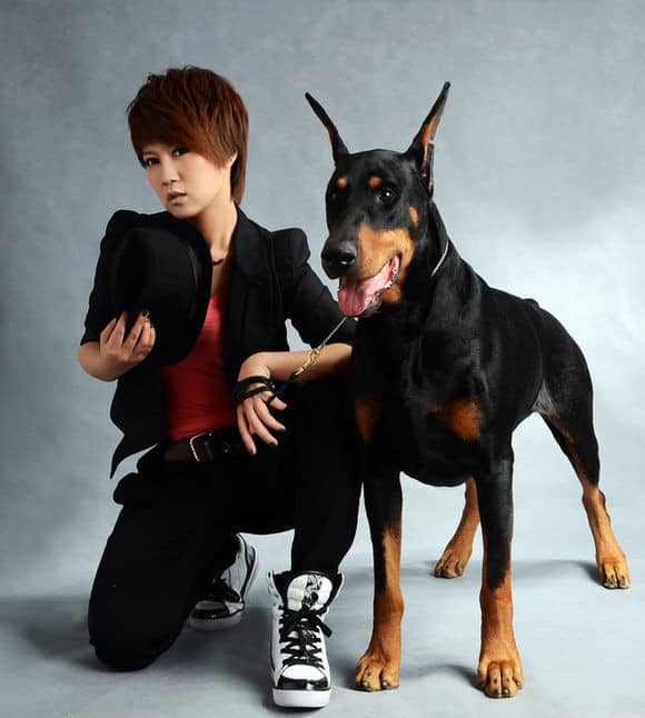 德国杜宾训练.明星训练杜宾犬 德国杜宾训练.明星训练杜宾犬