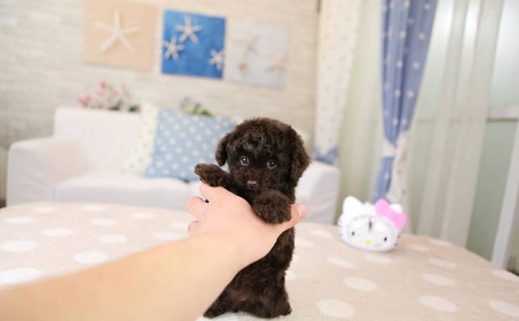 巧克力泰迪犬 玩具泰迪犬 泰迪犬专业训练. 巧克力泰迪犬 玩具泰迪犬 泰迪犬专业训练.