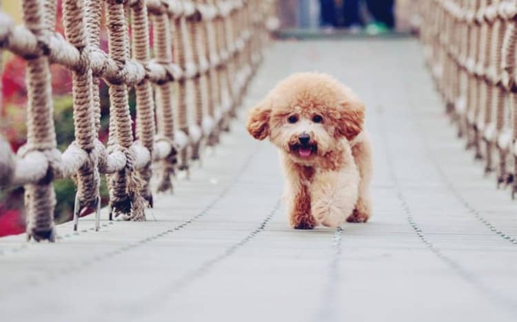 泰迪运动训练 泰迪犬专业训练 泰迪运动训练 泰迪犬专业训练