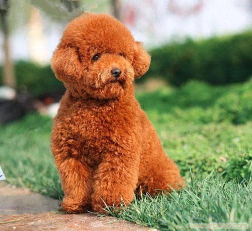 泰迪犬大小便训练 泰迪犬专业培训. 泰迪犬大小便训练 泰迪犬专业培训.