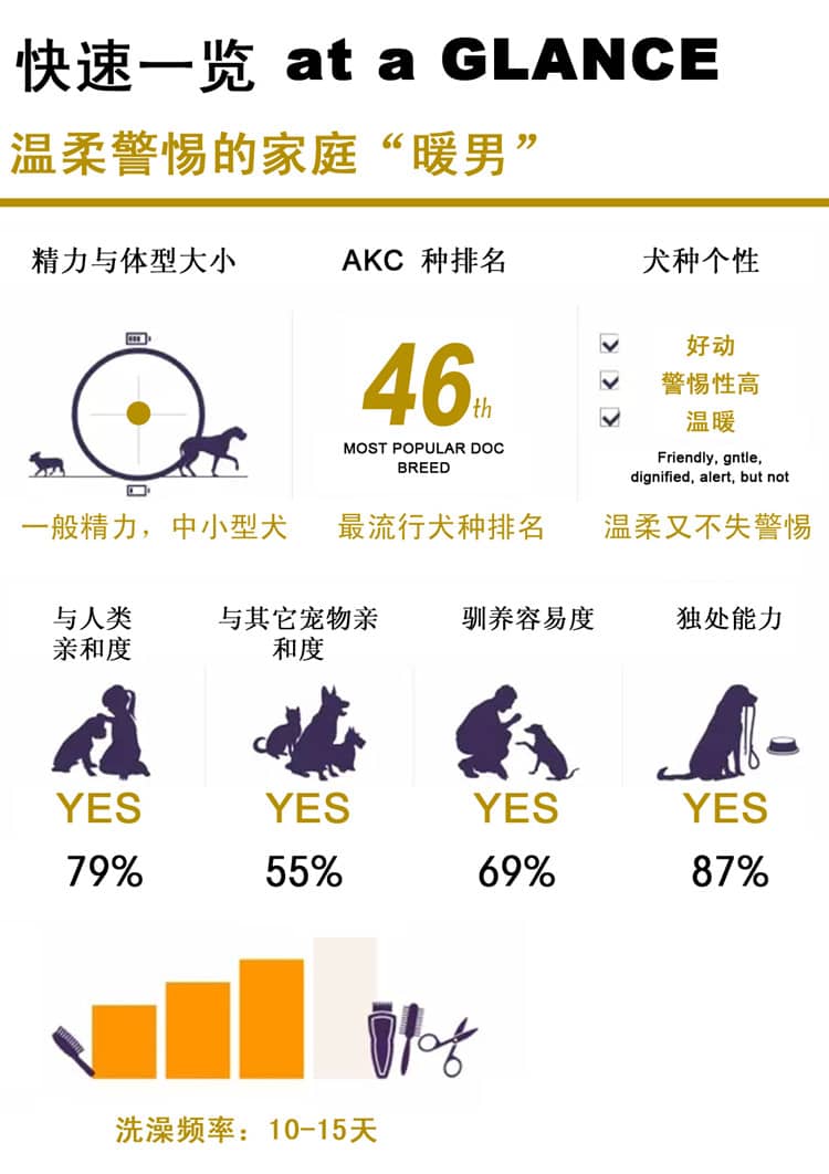 柴犬性格介绍 日本柴犬训练.jpg 柴犬性格介绍 日本柴犬训练.jpg