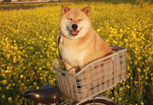 柴犬训练.日本柴犬图片 柴犬训练.日本柴犬图片