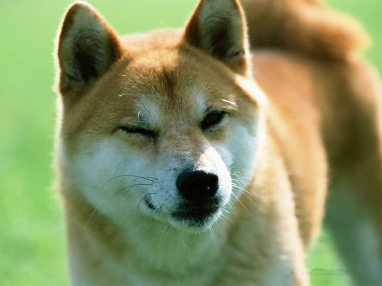 柴犬性格 柴犬专业训练. 柴犬性格 柴犬专业训练.