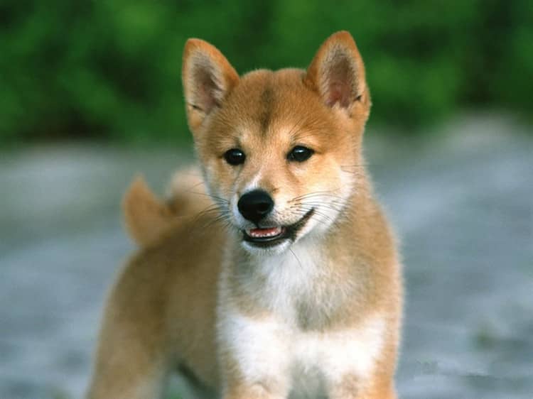 柴犬小时候 柴犬专业针对训练.jpg 柴犬小时候 柴犬专业针对训练.jpg