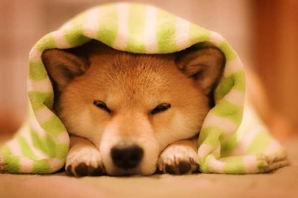 柴犬居家照 日本柴犬训练. 柴犬居家照 日本柴犬训练.