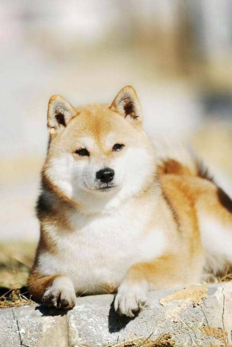 柴犬图片 日本柴犬专业训练. 柴犬图片 日本柴犬专业训练.