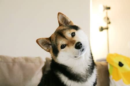 柴犬.柴犬价格 柴犬训练 柴犬.柴犬价格 柴犬训练