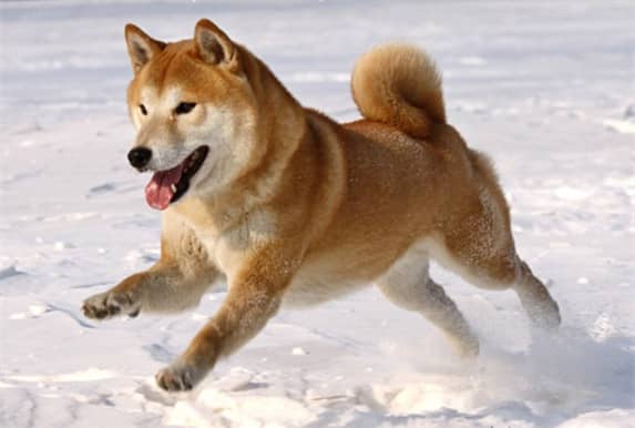 雪地柴犬 柴犬专业针对训练爱家宠物学校.jpg 雪地柴犬 柴犬专业针对训练爱家宠物学校.jpg