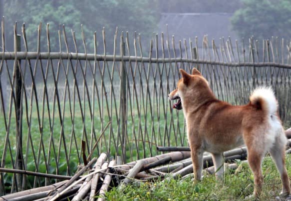 训练柴犬看家 日本柴犬训练中.jpg 训练柴犬看家 日本柴犬训练中.jpg