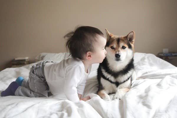 柴犬和小孩相处 日本柴犬培训.jpg 柴犬和小孩相处 日本柴犬培训.jpg
