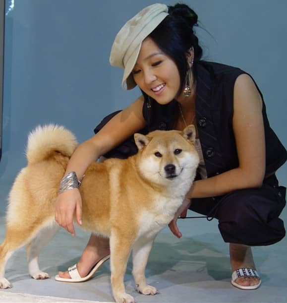 柴犬专业训练,爱家训狗基地.jpg 柴犬专业训练,爱家训狗基地.jpg