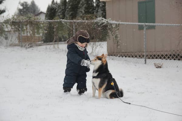 柴犬影视拍摄 柴犬培训中爱家宠物学校.jpg 柴犬影视拍摄 柴犬培训中爱家宠物学校.jpg