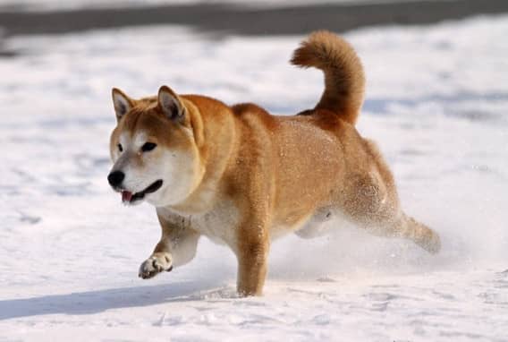 日本柴犬专业训练爱家训狗基地.jpg 日本柴犬专业训练爱家训狗基地.jpg