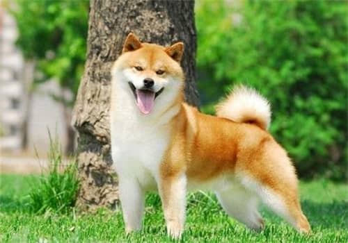 日本柴犬.柴犬价格 日本柴犬.柴犬价格