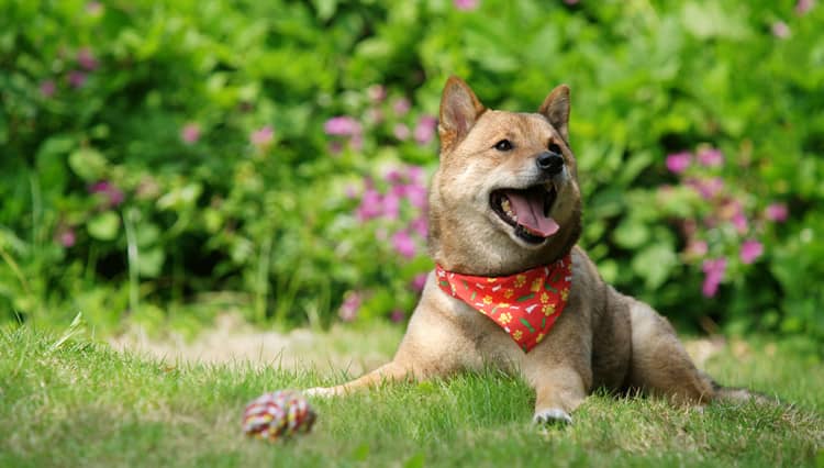 日本柴犬专业培训.柴犬生活照 日本柴犬专业培训.柴犬生活照