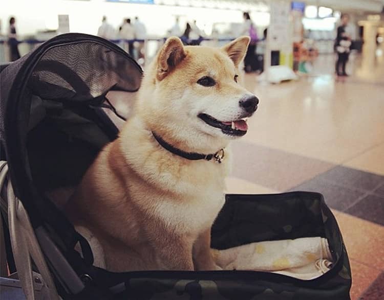 柴犬上学校 柴犬训练爱家训狗. 柴犬上学校 柴犬训练爱家训狗.