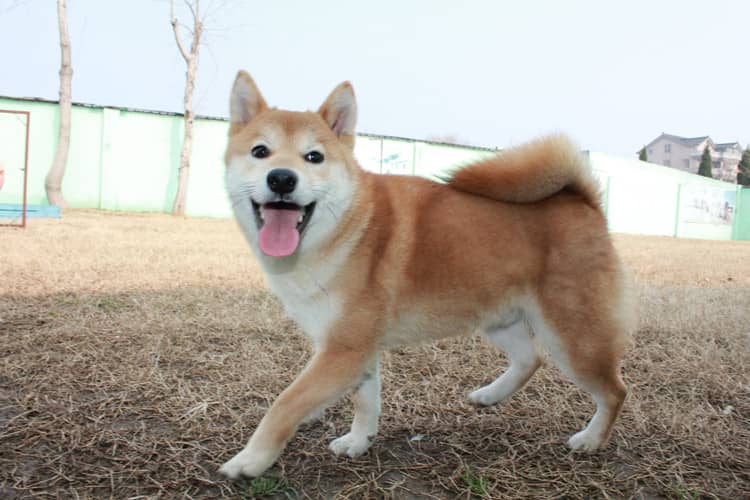 柴犬在学校表现 日本柴犬专业训练爱家狗基地.jpg 柴犬在学校表现 日本柴犬专业训练爱家狗基地.jpg