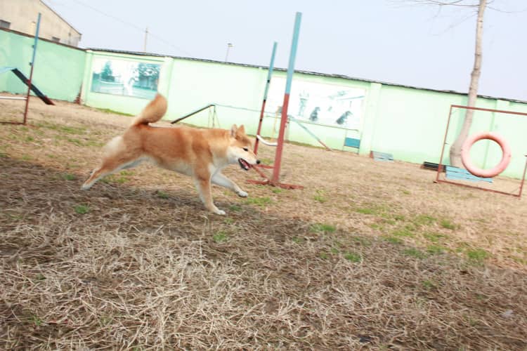 柴犬论坛 日本柴犬专业训练爱家宠物学校.jpg 柴犬论坛 日本柴犬专业训练爱家宠物学校.jpg
